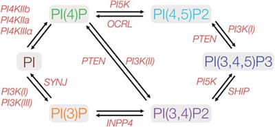 Membrane Lipids in Epithelial Polarity: Sorting out the PIPs